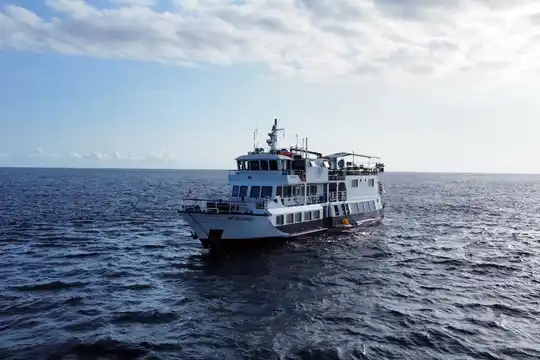 Dolphin - Tubbataha Expedition Liveaboard Trip