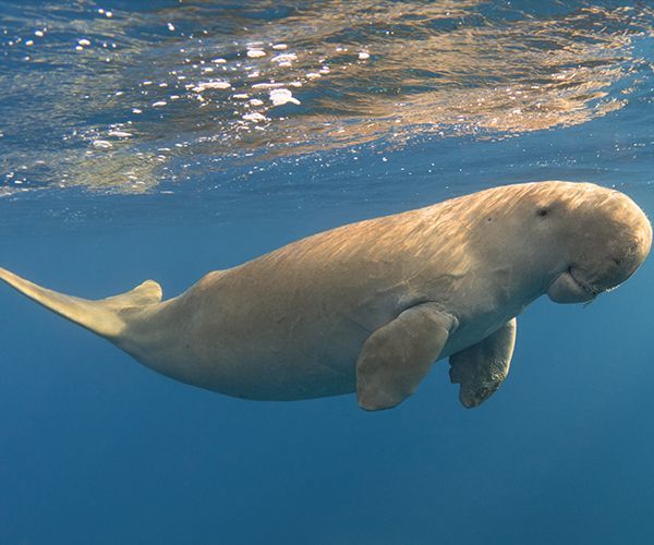 Dugong Watching
