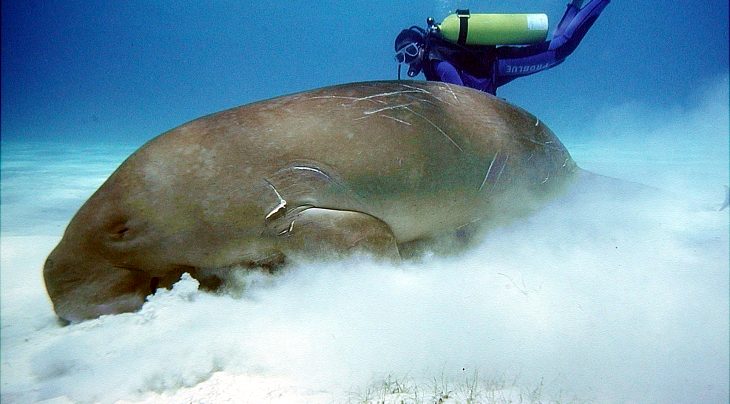 Dugong Dive Excursion | 2 Guided Dives