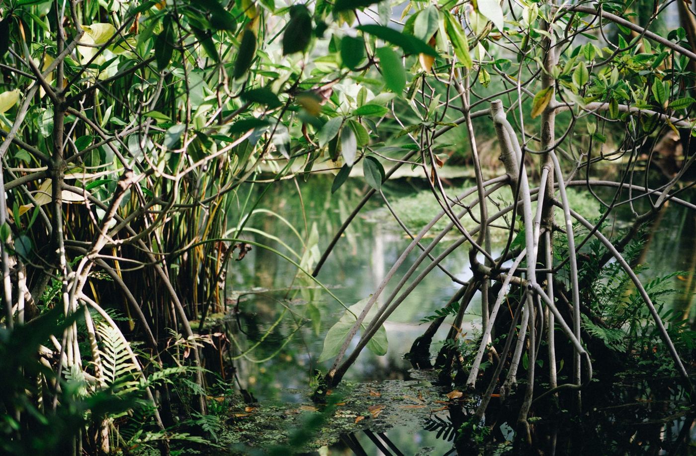 Mangrove roots reaching into shallow water