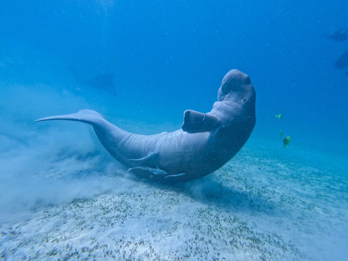 Dugong Watching Dive | 2 Guided Dives